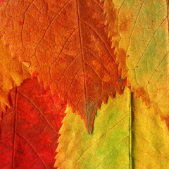 Colorful leaves background. Natural organic texture.