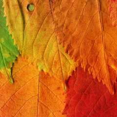 Colorful leaves background. Natural organic texture.