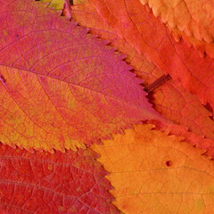 Colorful leaves background. Natural organic texture.