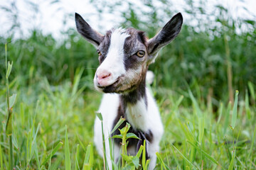 Domestic white and gray goat standing on leash in pasture, enjoying warm summer day. Front view of little farm animal with collar in countryside looking aside. Farm animals concept.