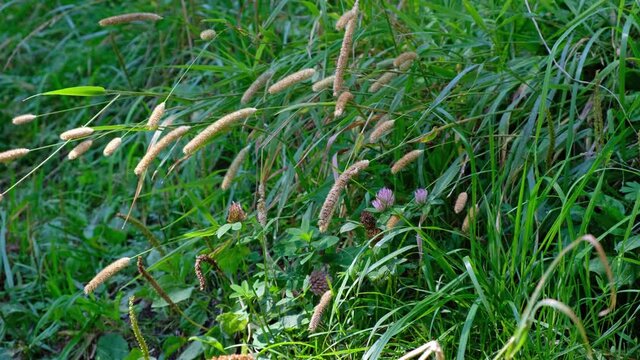 Video of Timothy grass and wild  flowers in the forest glade.