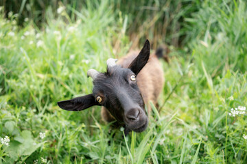 Domestic dark brown goat without horns walking in pasture, enjoying summer day. Closeup view of farm animal with collar on long leash standing in countryside. Farm animals concept.