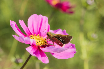 Natural growth of Gesang flowers and hummingbirds and butterflies in the park