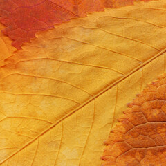 Colorful leaves background. Natural organic texture.