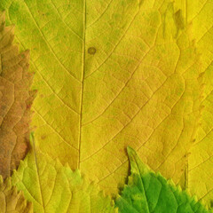 Colorful leaves background. Natural organic texture.