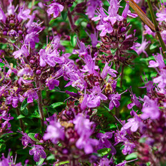 Medicinal herbs: purple flowers of thyme grass under the rays of the sun