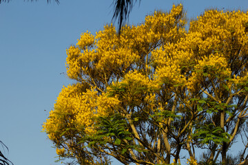 Guapuruvu e folhas de palmeira com céu azul ao fundo e lua ao centro.