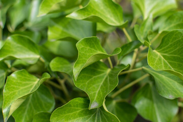 Rankpflanze / Gemeiner Efeu  / Hedera canariensis