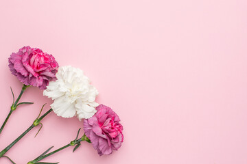 Purple and white carnation flower on pink background with copyspace