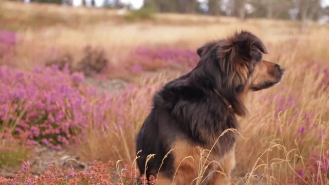 un chien contemple paisiblement un champ aux couleurs automnales.