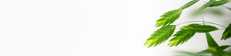 Nature of green leaf in garden at summer. Natural green leaves plants using as spring background cover page greenery environment ecology wallpaper