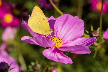 Natural growth of Gesang flowers and hummingbirds and butterflies in the park