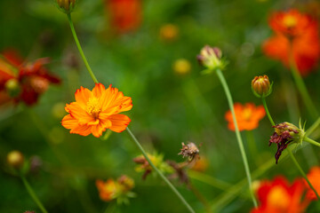 red and yellow flowers in summer