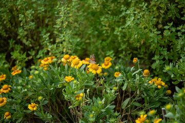 field of yellow flowers