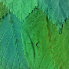 Fototapeta na wymiar Colorful leaves background. Natural organic texture.