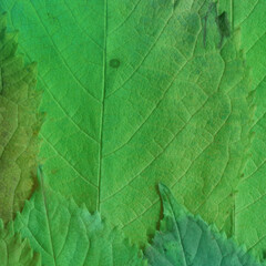 Colorful leaves background. Natural organic texture.