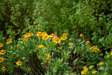 yellow flowers in the garden