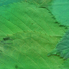 Colorful leaves background. Natural organic texture.