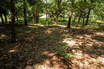footpath in the forest