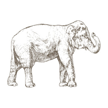 Hand drawn elephant, isolated on white, vector illustration