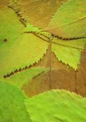 Colorful leaves background. Natural organic texture.