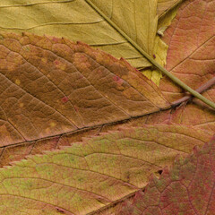 Colorful leaves background. Natural organic texture.