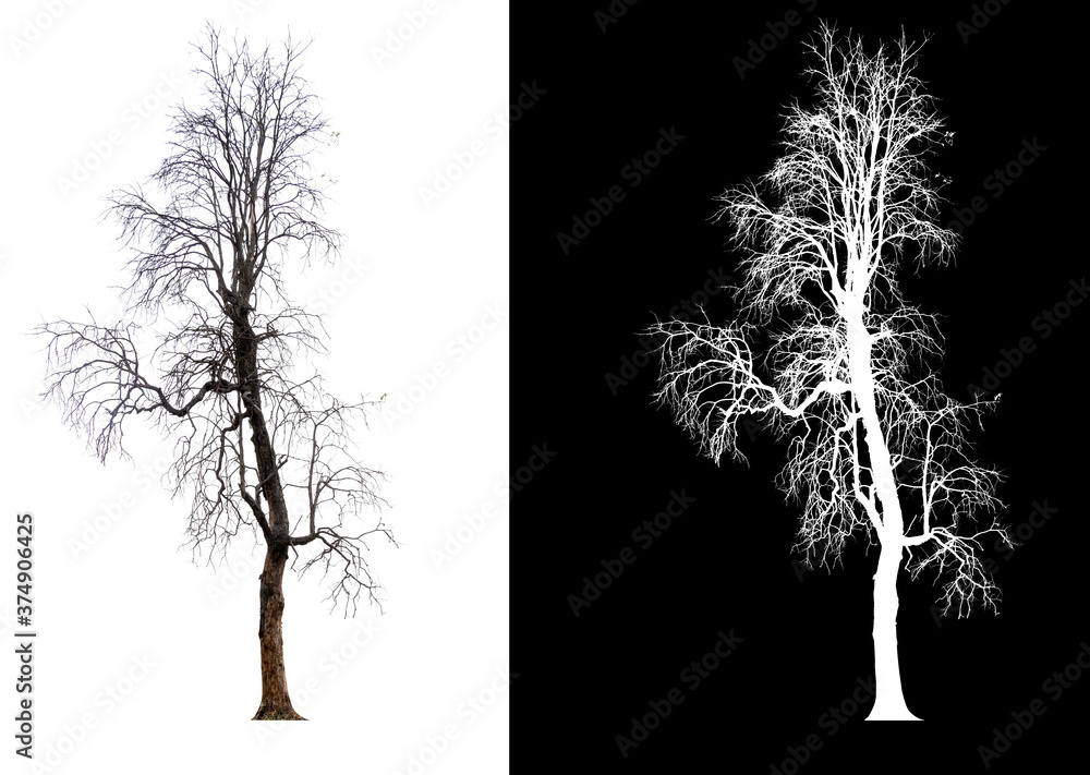 Poster isolated tree without leaves on white background