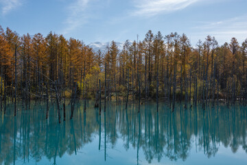 秋の黄葉の林と青い池　美瑛町
