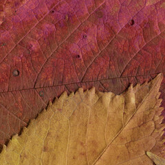 Colorful leaves background. Natural organic texture.