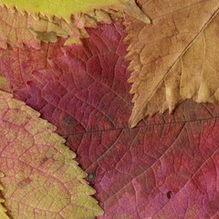 Naklejka na ściany i meble Colorful leaves background. Natural organic texture.