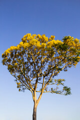 Fototapeta premium Guapuruvu com flores amarelas em parque com céu azul ao fundo.