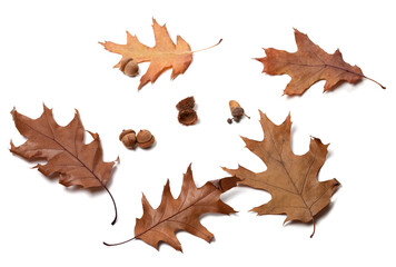 Autumn oak-tree leafs and acorns \
