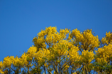 Topo de guapuruvu florido em com céu azul ao fundo.