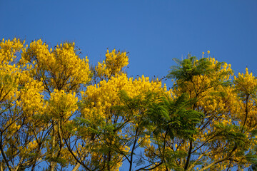 Detalhe de copa de guapuruvu florido com céu azul.
