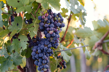 Grape vine of Fruska Gora mountain, Serbia, on sunset