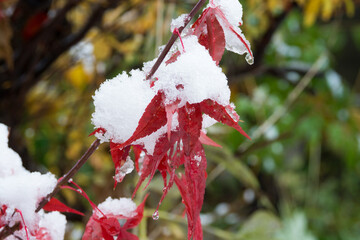 雪をかぶった赤いモミジの葉
