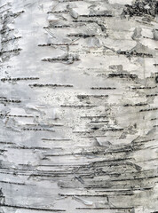birch tree bark texture close-up cortex