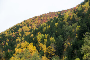 カラフルに色づいた秋の山
