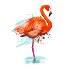 Flamingo type of wading bird digital art illustration isolated on white standing in water on one leg. Pink flamingoes animal with brash splashes and text, exotic lovely feathered wildlife symbol