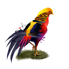 Golden Pheasant digital art illustration isolated on white. Chinese pheasant Chrysolophus pictus gamebird of order Galliformes gallinaceous birds with golden crest and rump and bright red body