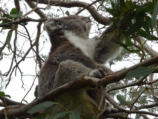 koala sleeping on a tree