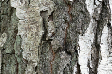 background texture bark birch tree
