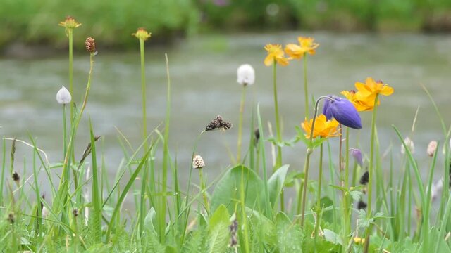 Pure, natural water in a mountain stream among flowers