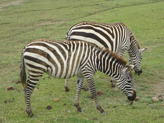 Obraz na płótnie Canvas zebra eating grass