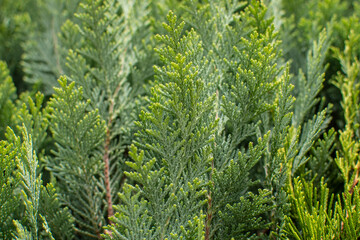 Grüne Blätter der Zypressen Hecke 