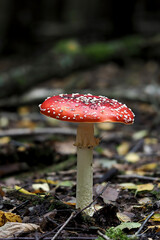 Amanita muscaria - Fly toadstool