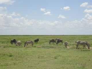 Zebras and Wildebeests
