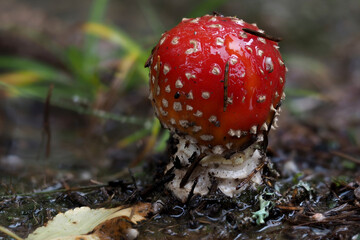 Amanita muscaria - Fly toadstool