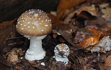 Amanita pantherina © weinkoetz