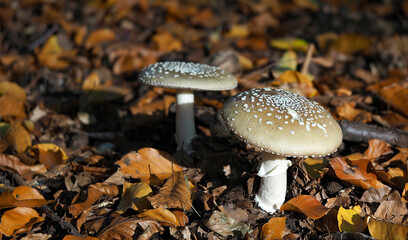 Amanita pantherina © weinkoetz